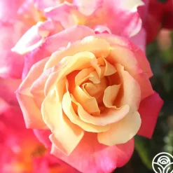 Heirloom Roses Polynesian Punch™ Outlet