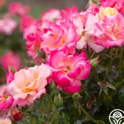 Heirloom Roses Polynesian Punch™ Outlet