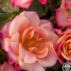 Heirloom Roses Polynesian Punch™ Outlet