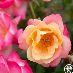 Heirloom Roses Polynesian Punch™ Outlet