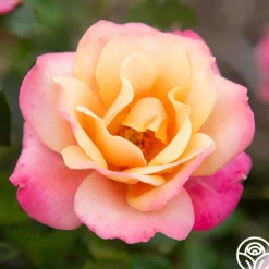 Heirloom Roses Polynesian Punch™ Outlet