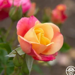 Heirloom Roses Polynesian Punch™ Outlet