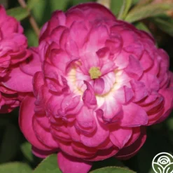 Heirloom Roses Pompon de Bourgogne Discount