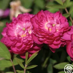 Heirloom Roses Pompon de Bourgogne Discount
