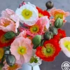Heirloom Roses Poppy Colibri Mix Online
