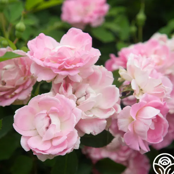 Heirloom Roses Porcelain Rose New
