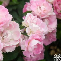 Heirloom Roses Porcelain Rose New
