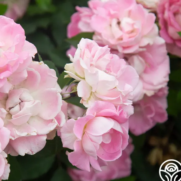Heirloom Roses Porcelain Rose New