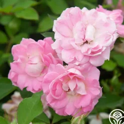 Heirloom Roses Porcelain Rose New