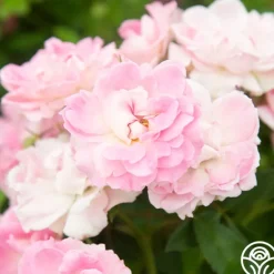 Heirloom Roses Porcelain Rose New