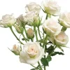 Heirloom Roses Porcelina Clearance