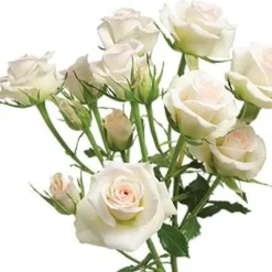 Heirloom Roses Porcelina Clearance