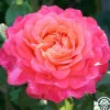 Heirloom Roses Portlandia™ New