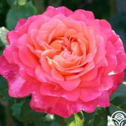 Heirloom Roses Portlandia™ New