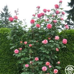 Heirloom Roses Portlandia™ New