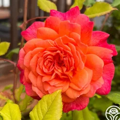Heirloom Roses Portlandia™ New