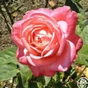 Heirloom Roses Portrait Clearance