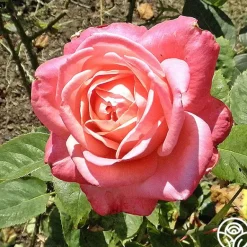 Heirloom Roses Portrait Clearance