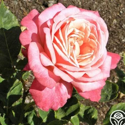 Heirloom Roses Portrait Clearance