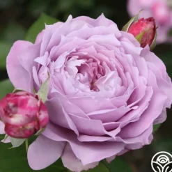 Heirloom Roses Poseidon™ Sale
