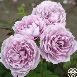Heirloom Roses Poseidon™ Sale