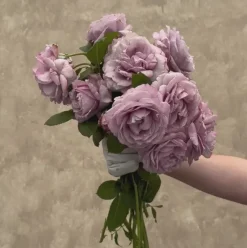 Heirloom Roses Poseidon™ Sale