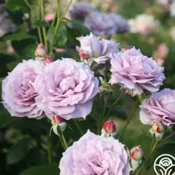 Heirloom Roses Poseidon™ Sale