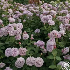 Heirloom Roses Poseidon™ Sale