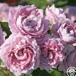 Heirloom Roses Poseidon™ Sale