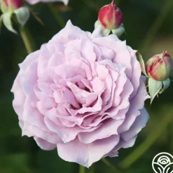 Heirloom Roses Poseidon™ Sale