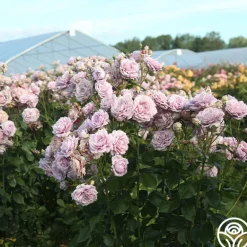 Heirloom Roses Poseidon™ Sale