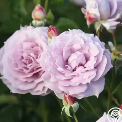Heirloom Roses Poseidon™ Sale