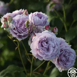 Heirloom Roses Poseidon™ Sale