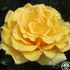Heirloom Roses Pot 'O' Gold Hot
