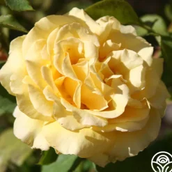 Heirloom Roses Pot 'O' Gold Hot