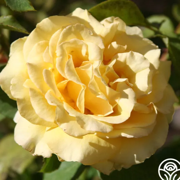 Heirloom Roses Pot 'O' Gold Hot