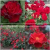 Heirloom Roses Pots in Full Bloom Hot