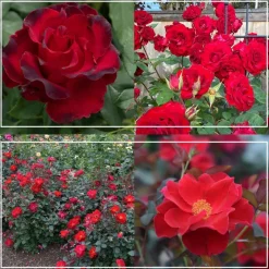 Heirloom Roses Pots in Full Bloom Hot