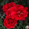 Heirloom Roses Prairie Clogger Sale