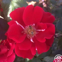 Heirloom Roses Prairie Clogger Sale