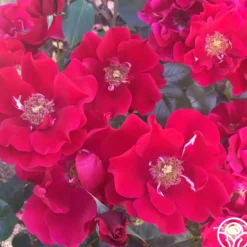 Heirloom Roses Prairie Clogger Sale