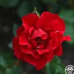 Heirloom Roses Prairie Clogger Sale