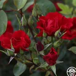 Heirloom Roses Prairie Clogger Sale