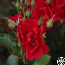 Heirloom Roses Prairie Clogger Sale