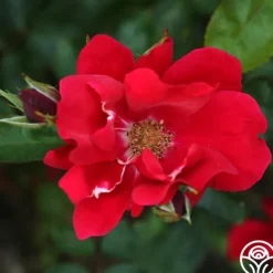 Heirloom Roses Prairie Clogger Sale
