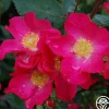 Heirloom Roses Prairie Flower New