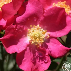 Heirloom Roses Prairie Flower New