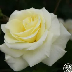 Heirloom Roses Prairie Harvest Discount