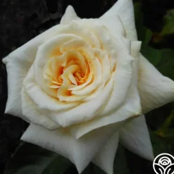 Heirloom Roses Prairie Harvest Discount