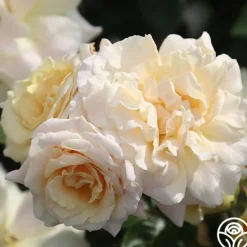 Heirloom Roses Prairie Harvest Discount